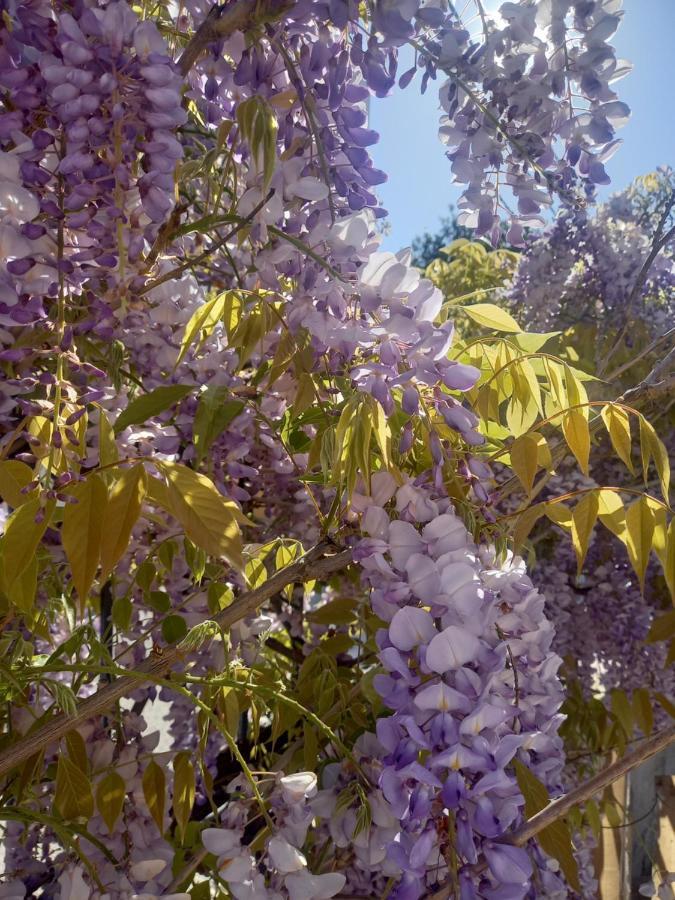 Lilac House Corfu  Luaran gambar